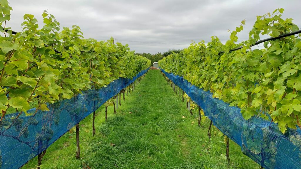 Vineyards in England showing fields and trees