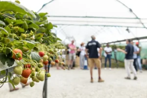 Fruit Focus 2023
