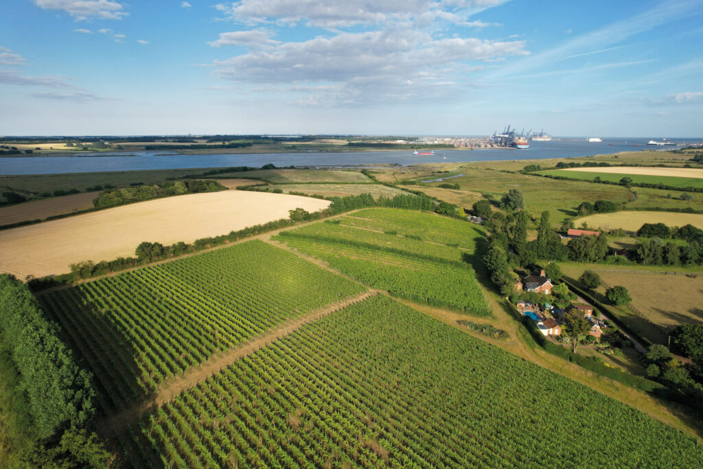 Shotley Vineyard in Suffolk