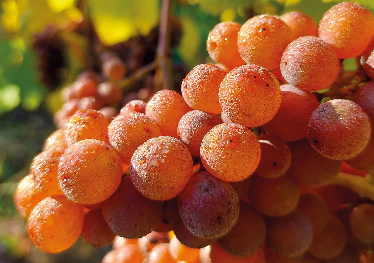 Grapes Exploring varieties for still and sparkling wines Fruit