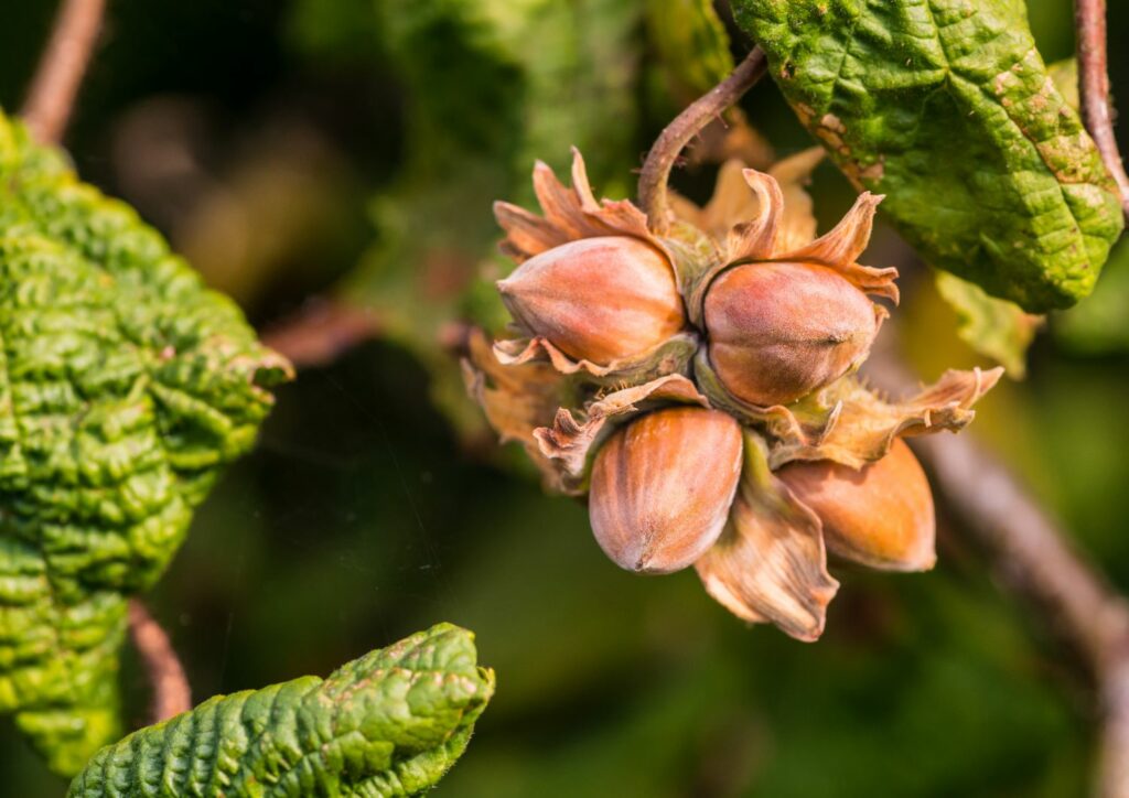 Roughway Farm, Online Fresh Produce