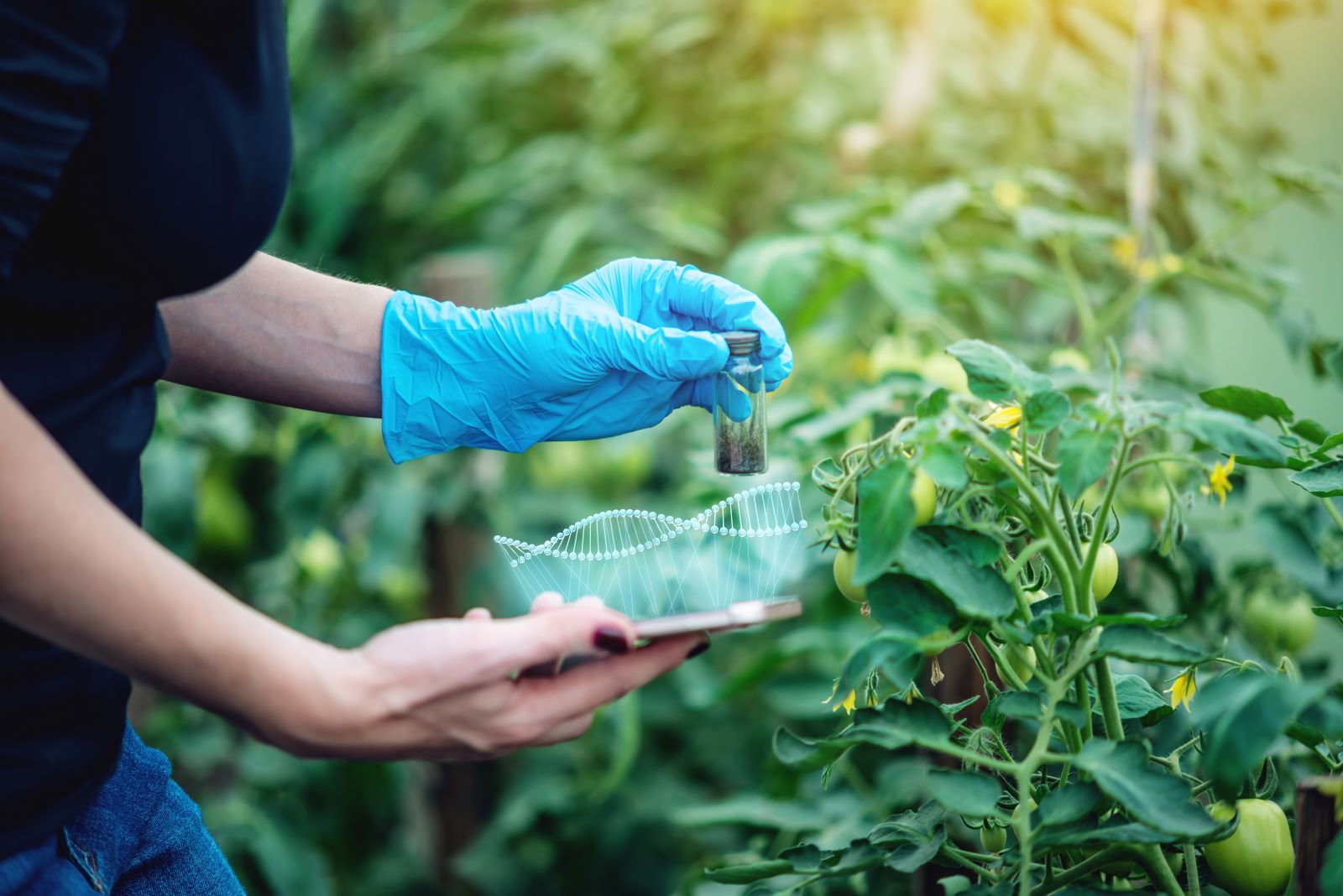 Technology Act unlocks new ground in plant breeding Fruit & Vine