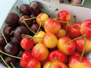 Dingle Farm cherry grower profile Fruit & Vine