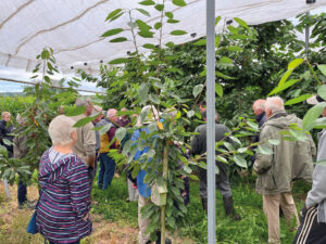 Dingle Farm cherries, apricots and plums in Worcestershire