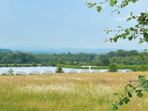 fruit polytunnels