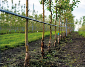 Vineyard irrigation Fruit & Vine