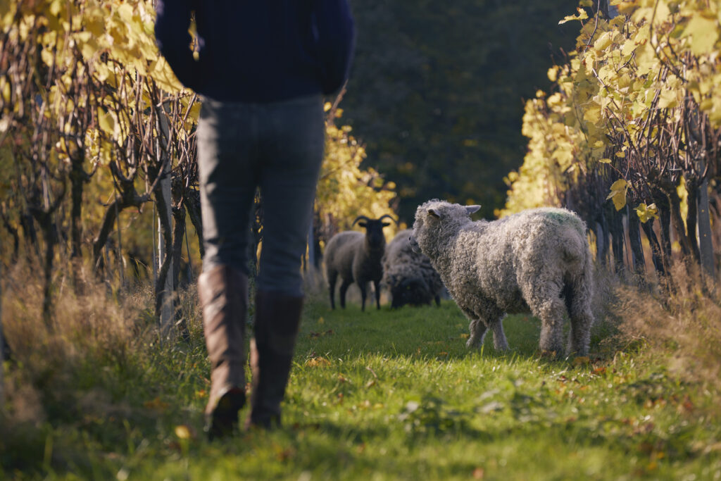 A woman walks away from the camera between rows of vines, with sheep grazing, at Forty Hall Vineyard, London. 