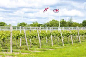 Viticulture great diversification option for farmers