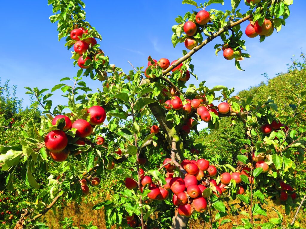 Red apples growing in a British orchard