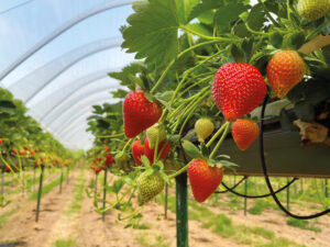 Fruit news strawberries