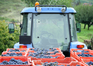 Farmers diversify into grape growing