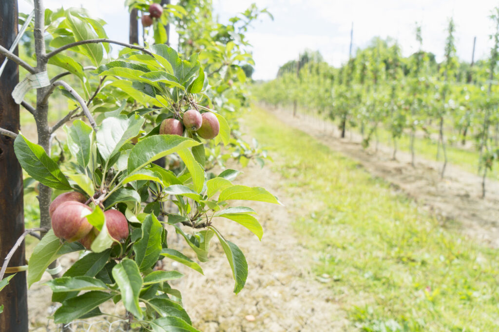 Apple orchard in Kent, UK