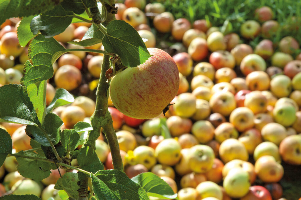 cider apples England
