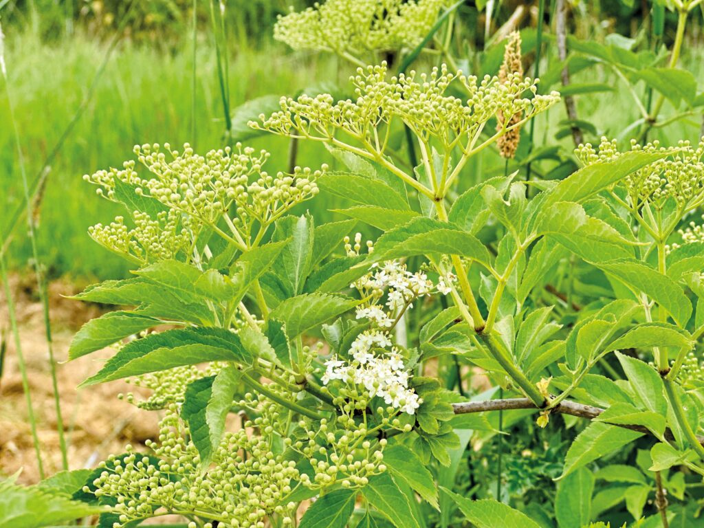 Belvoir elderflower drinks