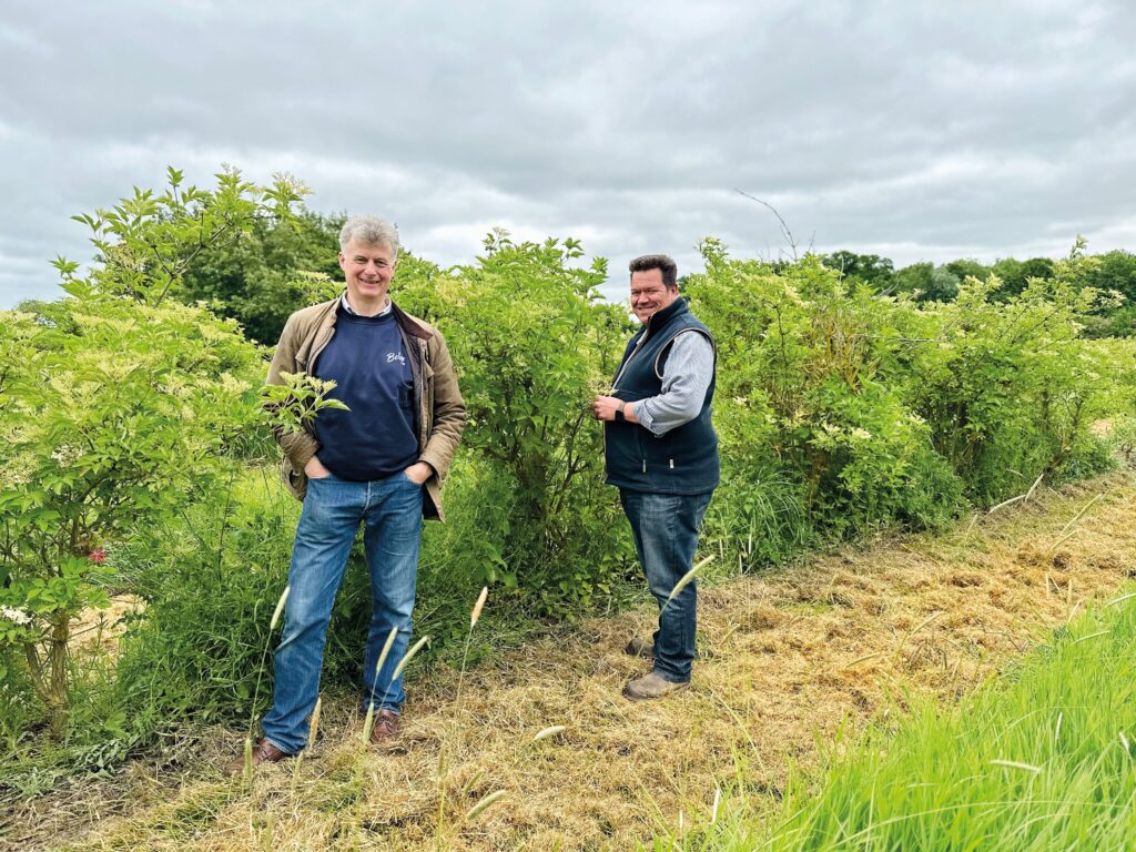 Elderflower harvest