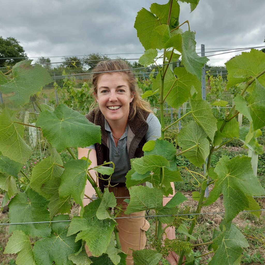 Vineyard and winemaking graduate programme