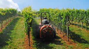 Tips to combat heat stress in fruit crops
