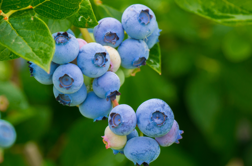British blueberries