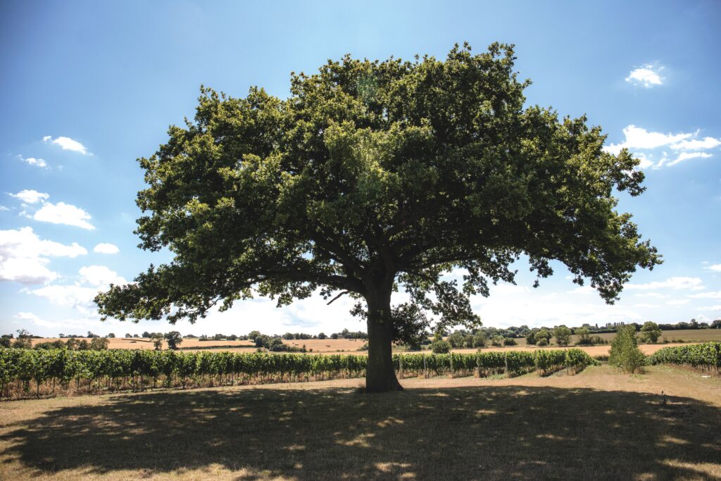 Suffolk Vineyards