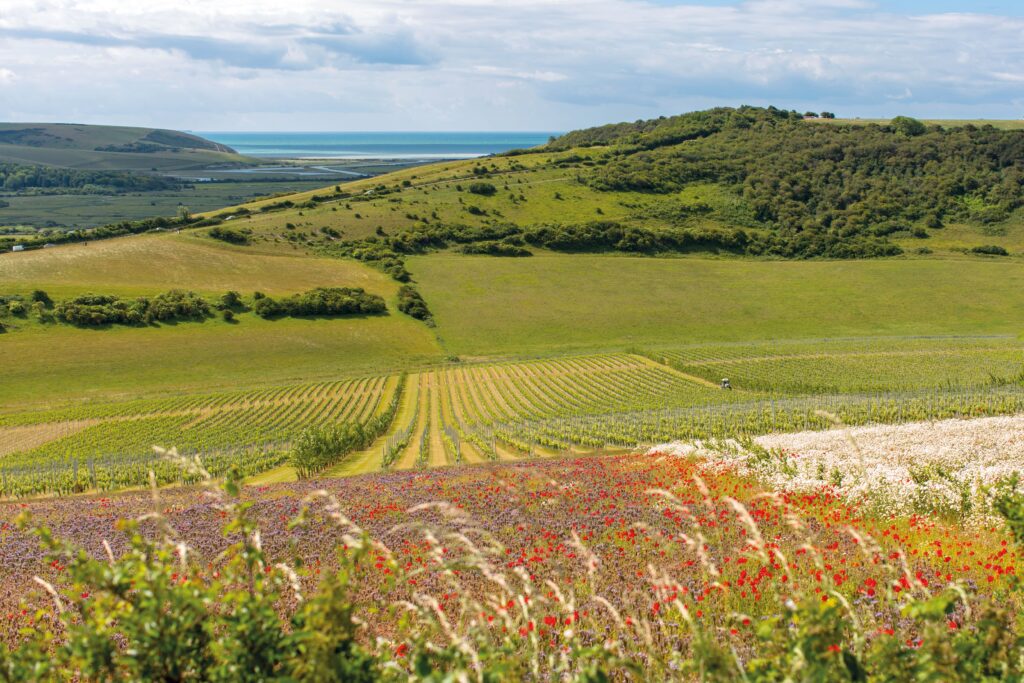 Regenerative viticulture