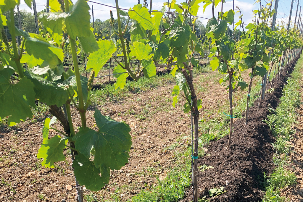 Regenerative viticulture