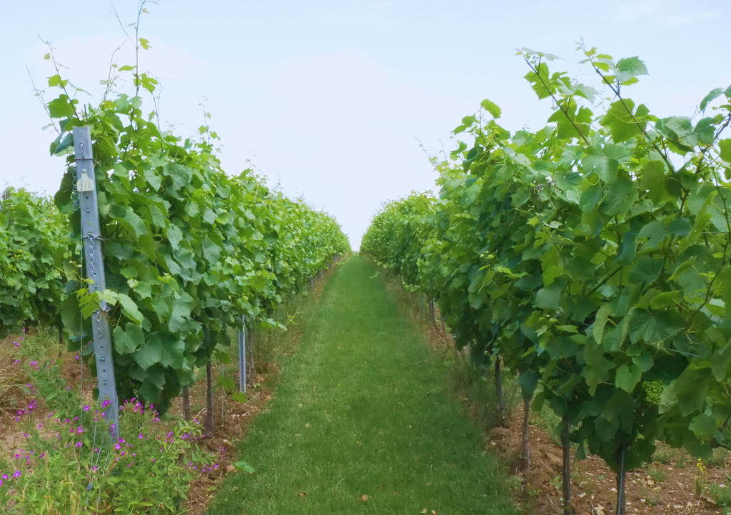 Suffolk vineyard