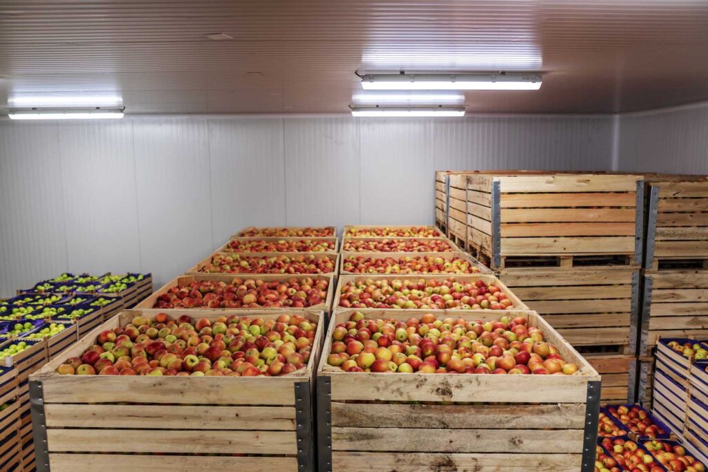 apples in storage