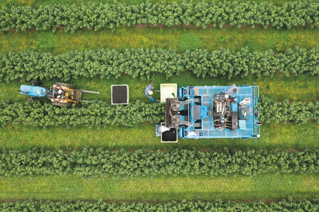 Photo of a machine harvesting blackcurrants at Nursery Farm