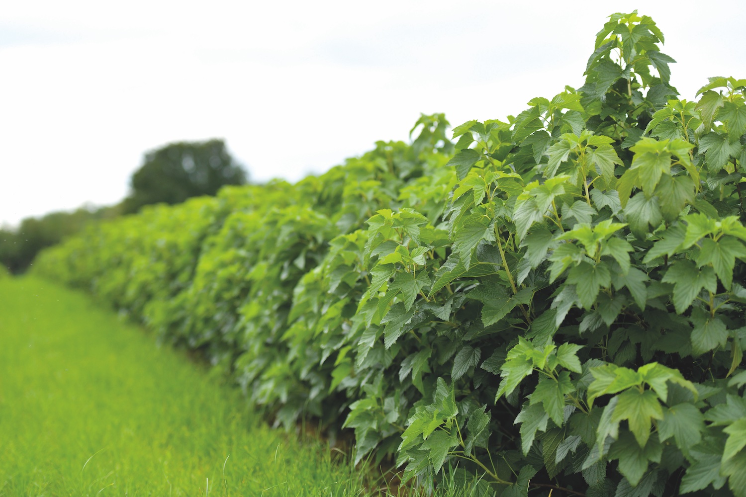 blackcurrant bushes