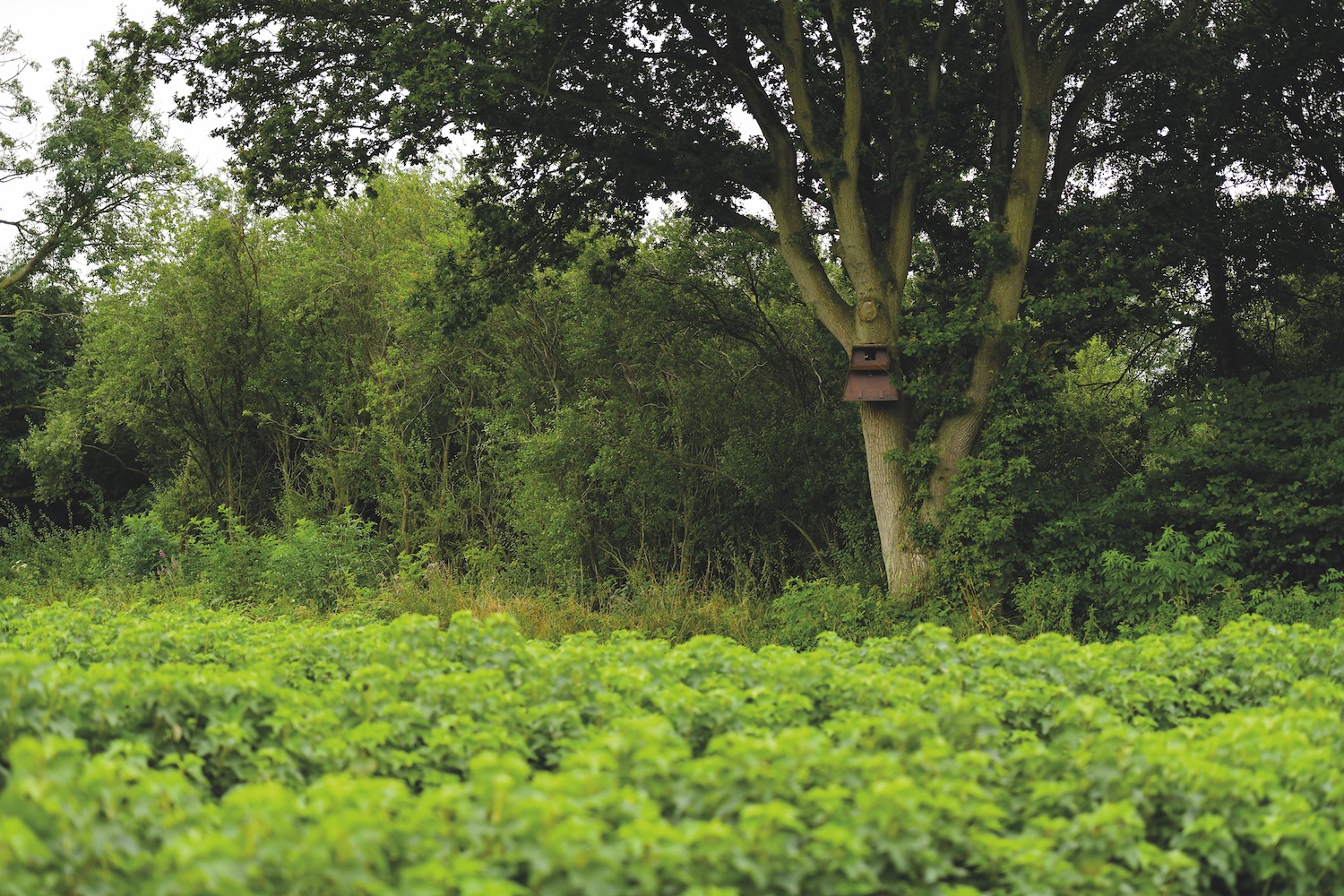 a tree with a bird nesting box next to a blackcurrant farm