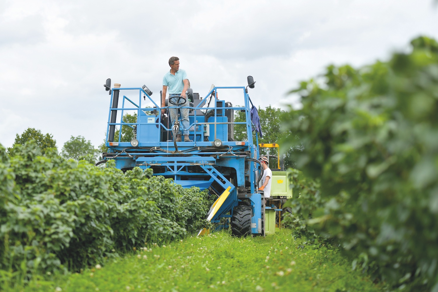 harvesting the blackcurrants using a machine