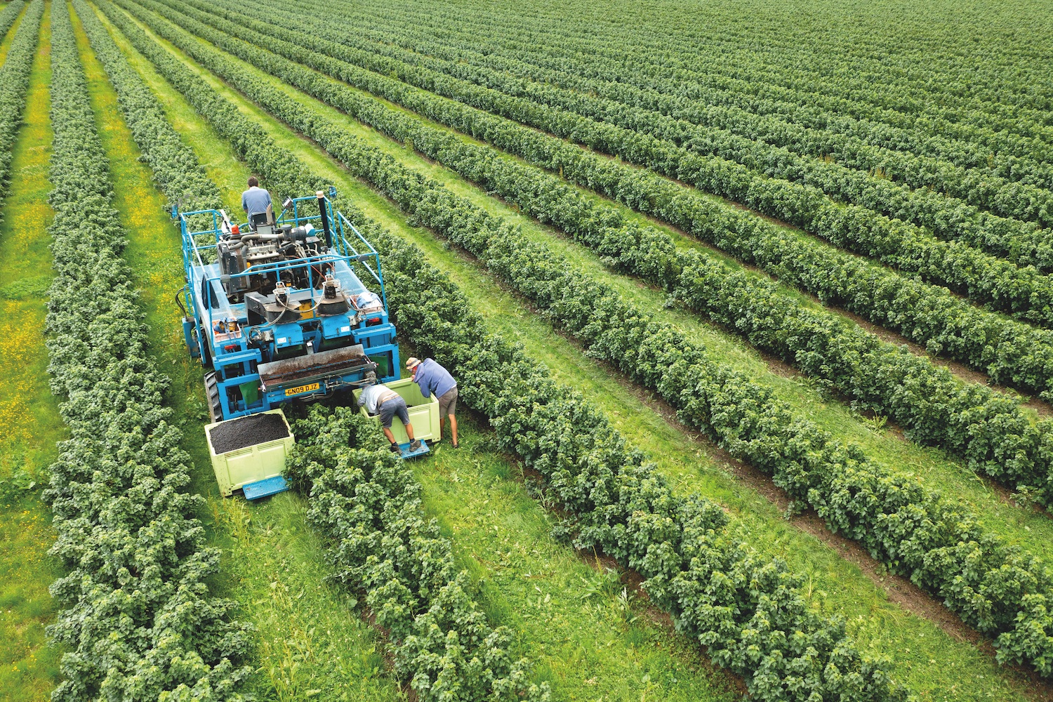 machine harvesting blackcurrants