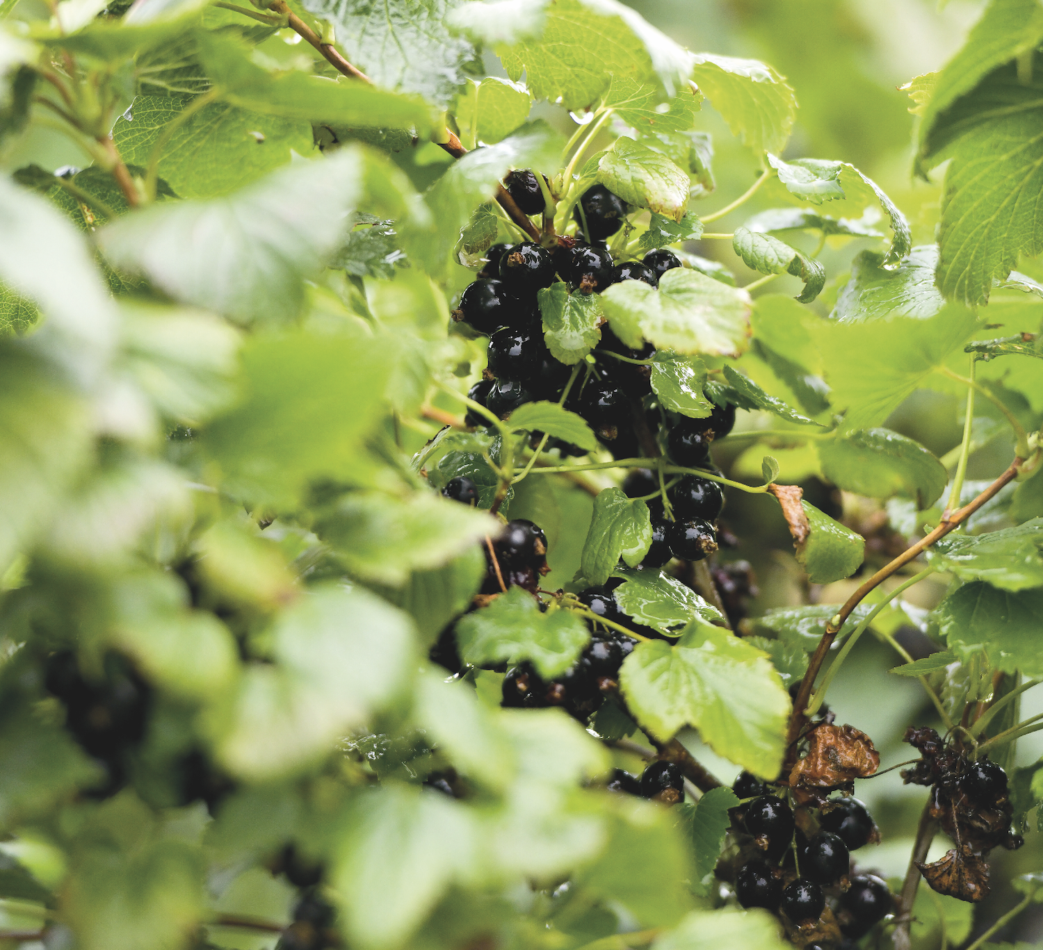 close up of a blackcurrant bush