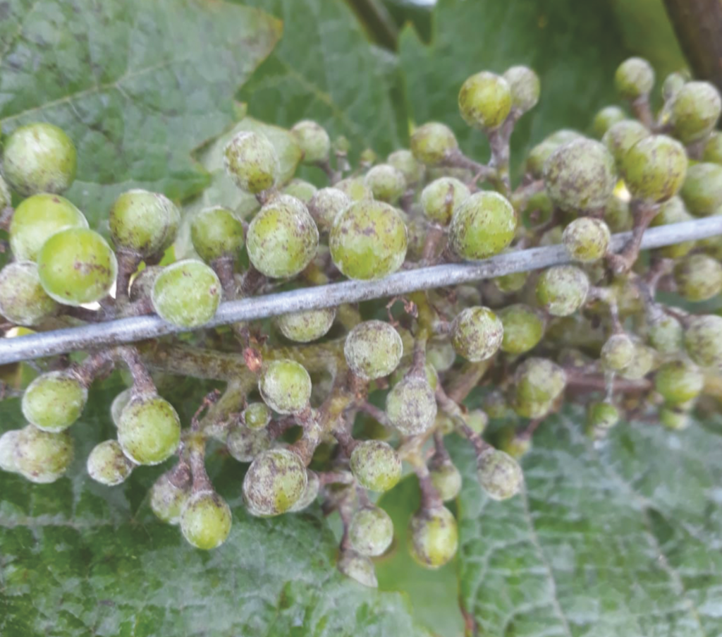 picture of downy mildew affecting grapes