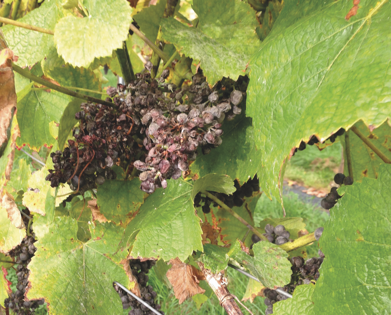 grapes severely affected by downy mildew