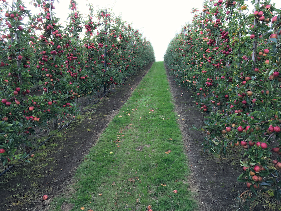 Gala apple orchard
