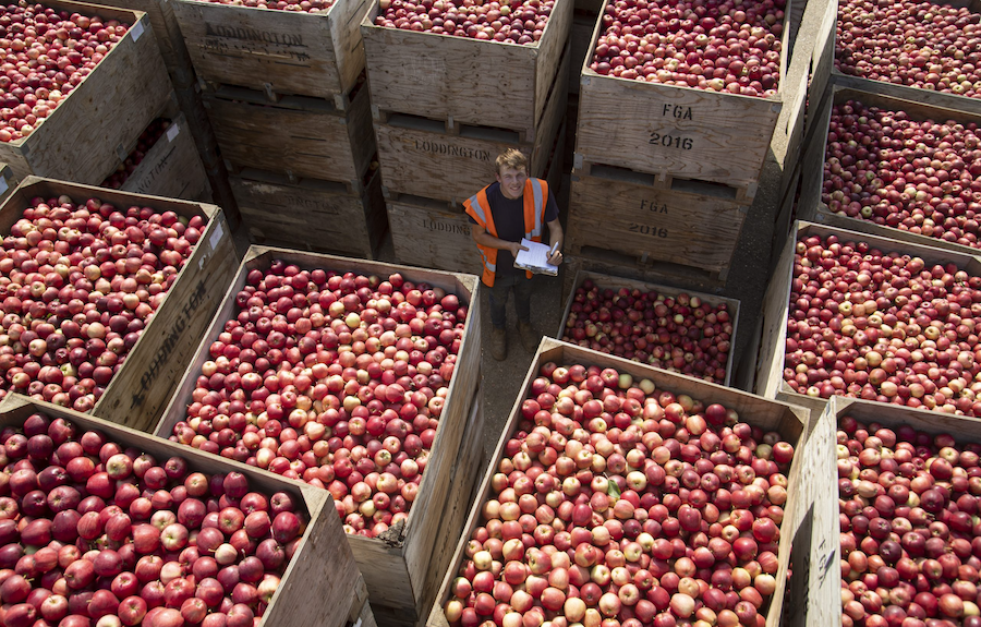 Crates of British apples