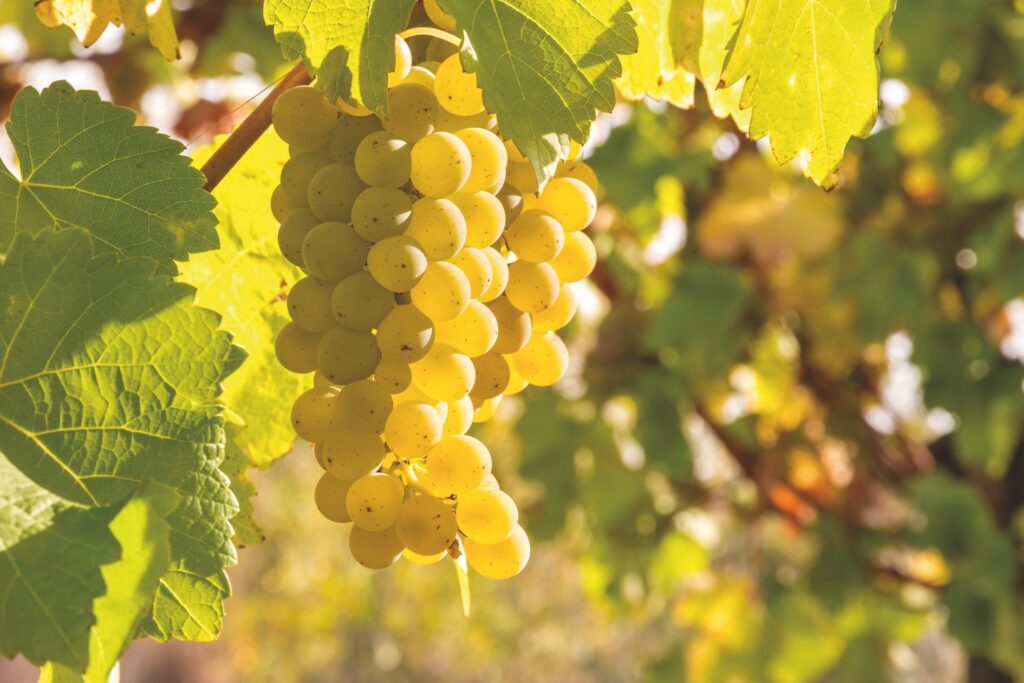 Close-up photo of grapes in a vineyard