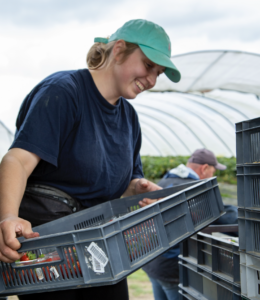Worker in soft fruit farm