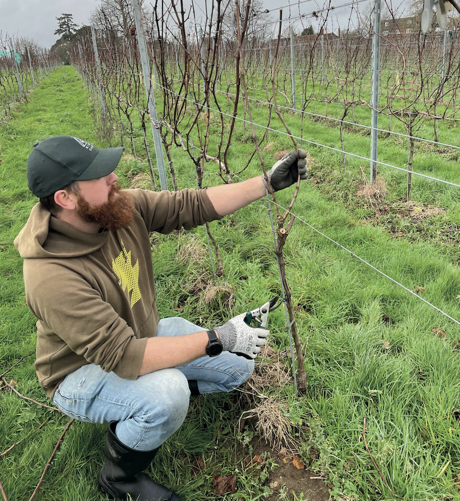 Martyn Pollock maintaining vineyard