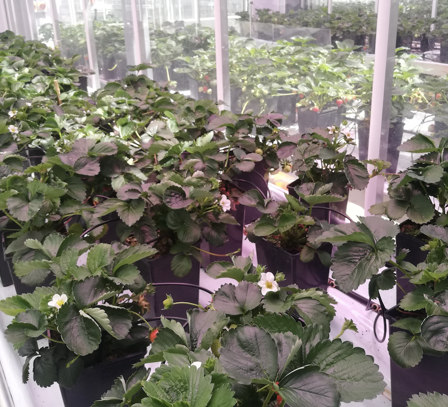 Strawberry plants growing indoors
