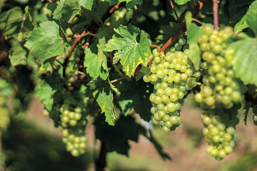green grapes in a vineyard