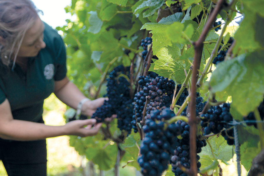woman tending to vineyard grapes