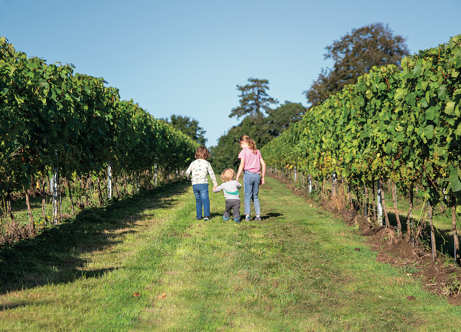 children walking through vineyard