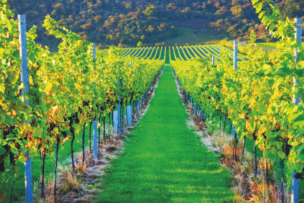 Photo of a vineyard