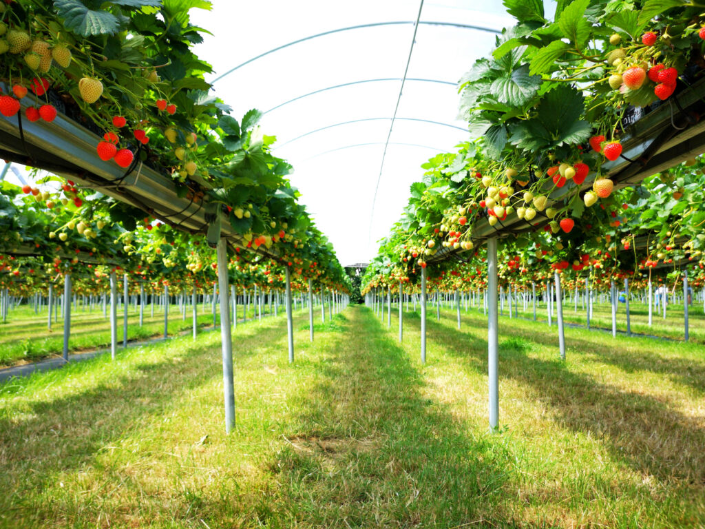 strawberries growing in poly tunnel