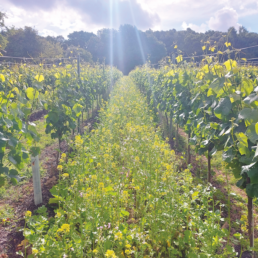 regenerative viticulture vineyard