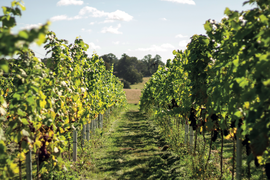 estate grown wine vineyard
