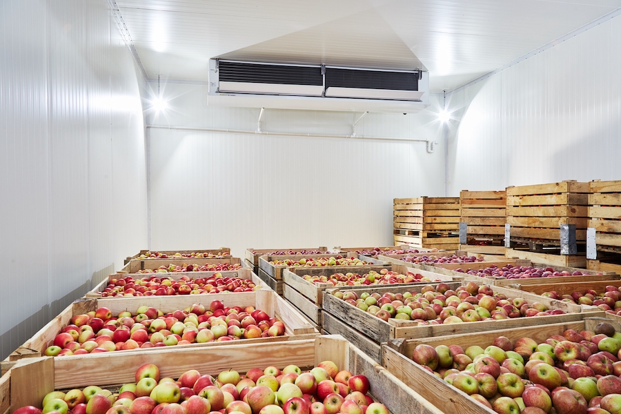 Industrial storage of apples in refrigerated chambers.