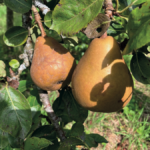 Orchard Daughters pears on fruit and viticulture website
